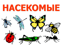 Разнообразие насекомых